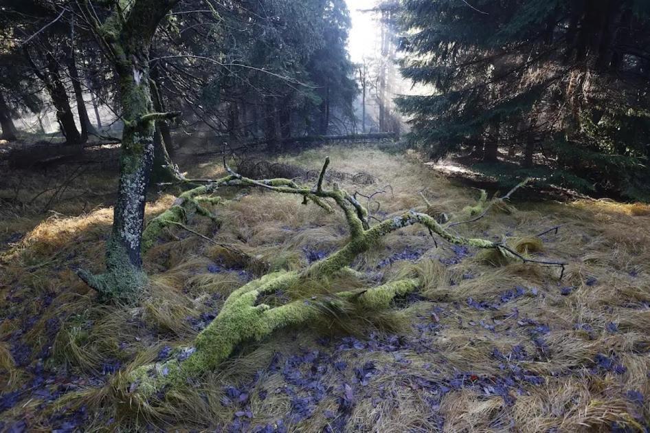 Wellness Pension Iveta Žacléř 外观 照片